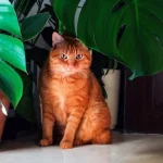 Рудий кіт знав правду