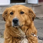 Вузол, який сам не розв’яжеться