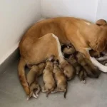 Худа собака дивилася так, ніби просила вибачення за те, що жива