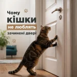 Чому кішки не люблять зачинені двері