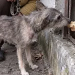 Ключ у жерстяній коробці