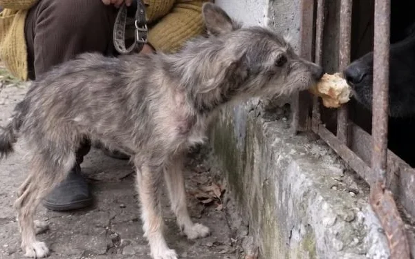 Ключ у жерстяній коробці