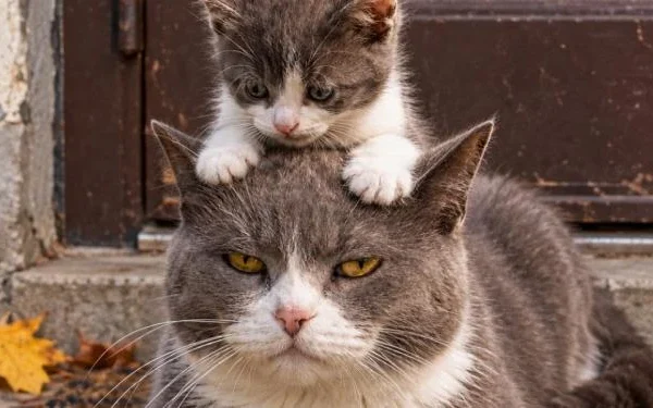 Якби не було тебе