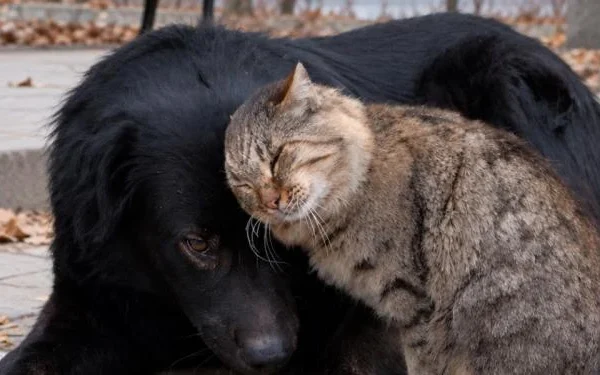 Інший пес
