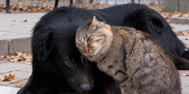 Інший пес