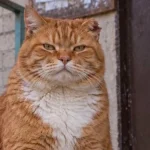 Подарунок від кота