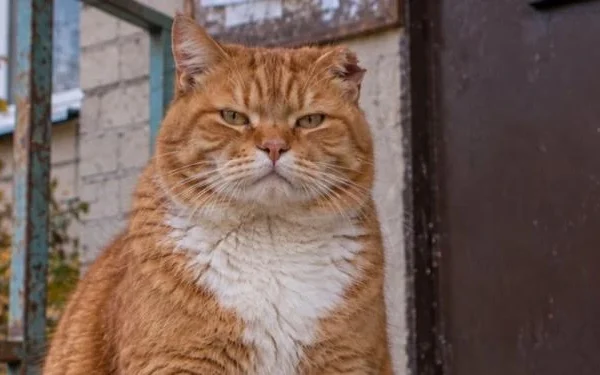 Подарунок від кота