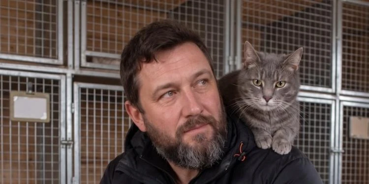 Сірий кіт