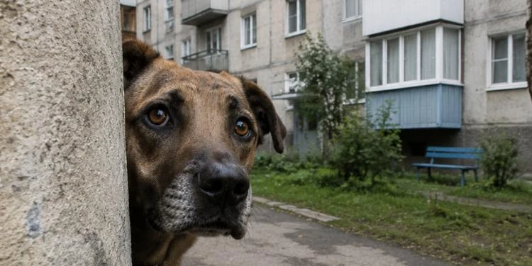 Пес місяцями шукав дорогу додому